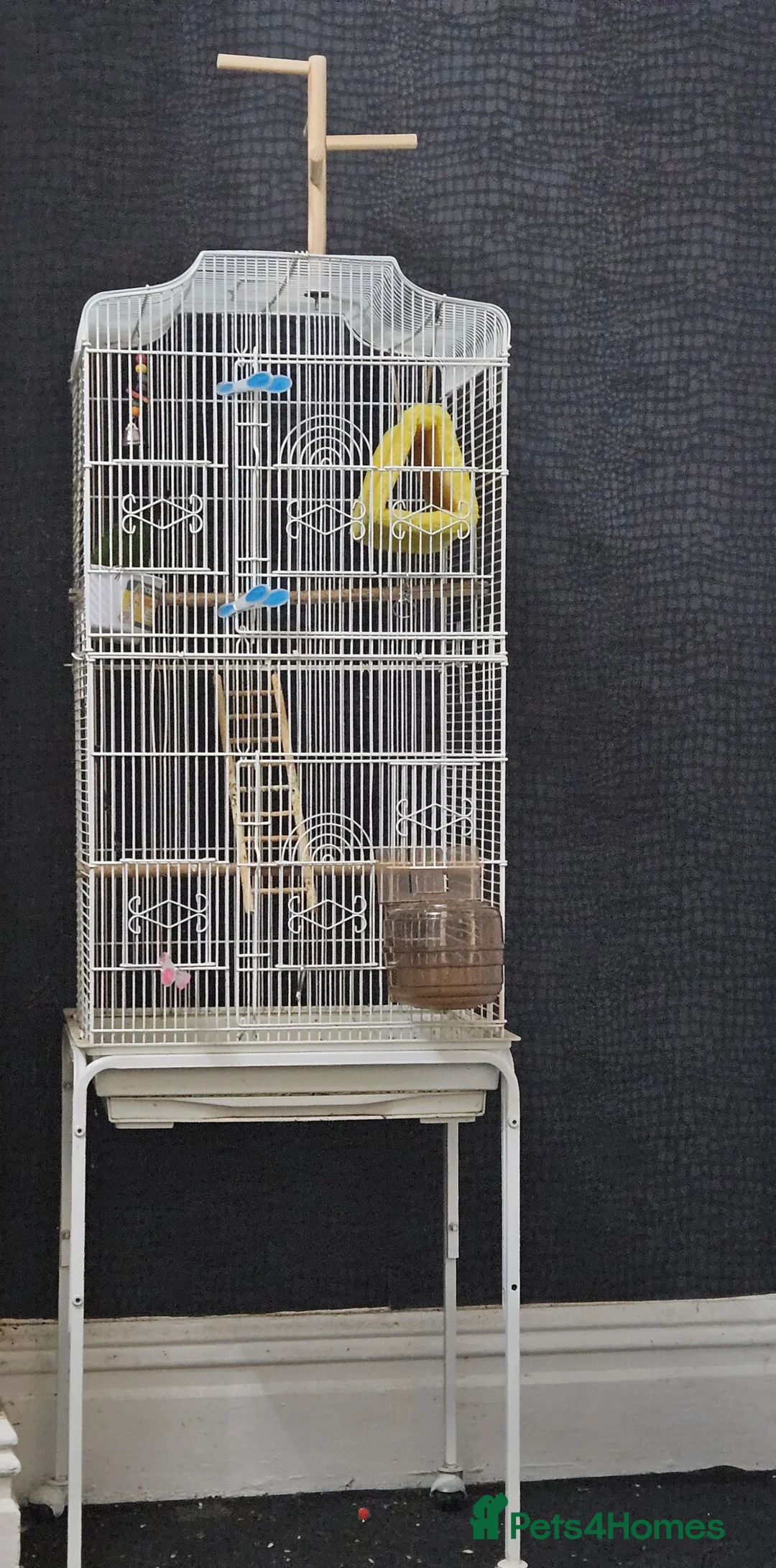 Conures birds for sale: Rare white eared conure - Advert 2