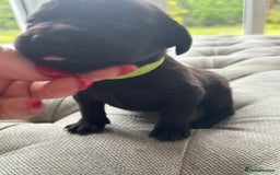 Labrador Retriever dogs for sale: Stunning homebred labs - Image 8