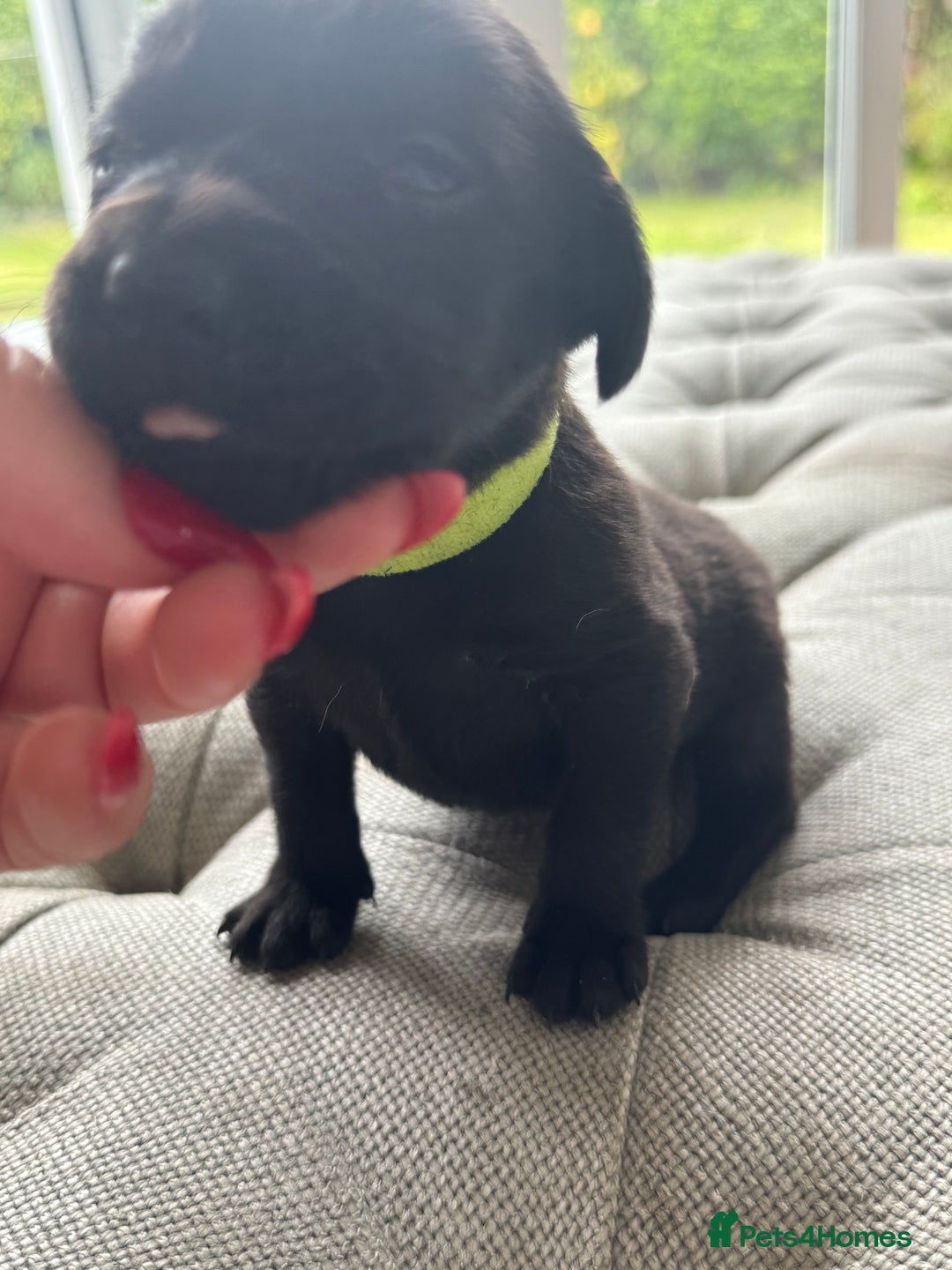 Labrador Retriever dogs for sale: Stunning homebred labs - Image 8