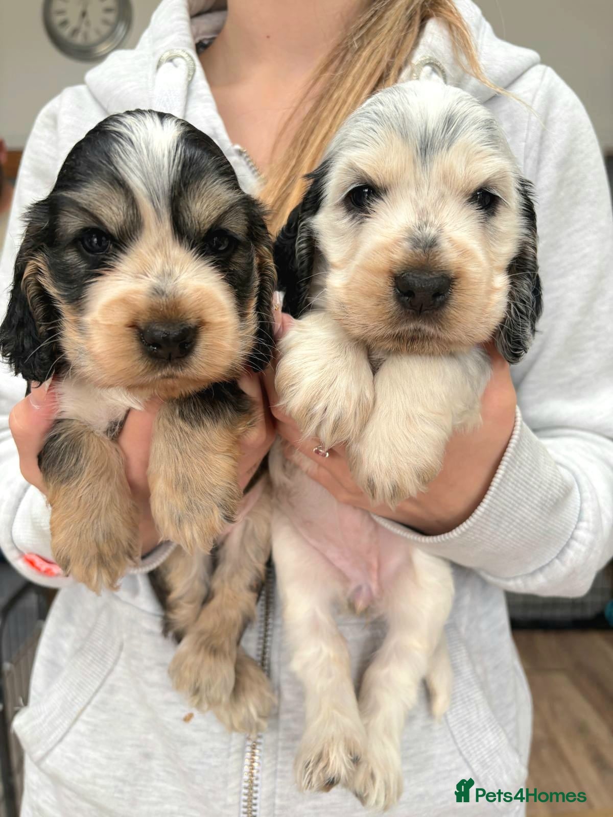 Cocker Spaniel dogs ONLY 2 GIRLS LEFT Stunning Show Cocker Spaniels - Advert 2