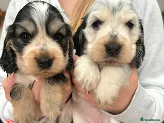 Cocker Spaniel dogs ONLY 2 GIRLS LEFT Stunning Show Cocker Spaniels - Advert 2