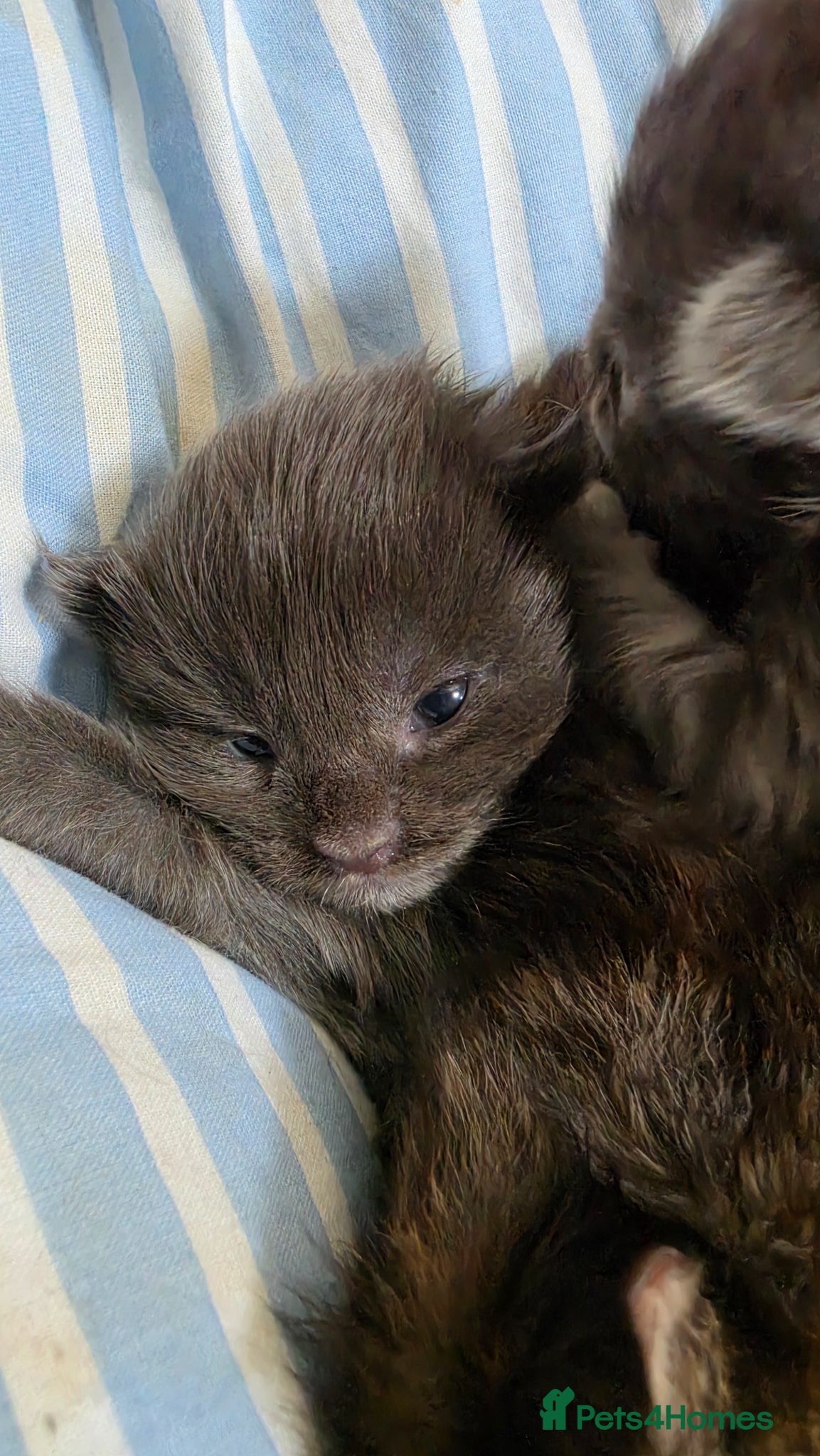 Maine Coon cats for sale: Stunning Mainecoons  - Advert 7