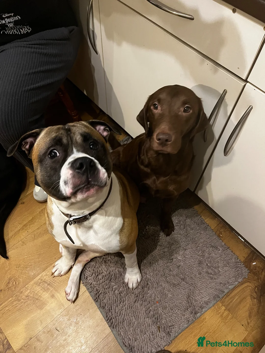 Mixed Breed dogs for sale: Beautiful Bullador puppies  - Advert 17