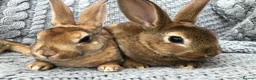 Rex rabbits for sale: Beautiful velvet mini Rex & Rex rabbits - Advert 33