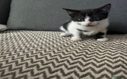 Mixed Breed cats for sale: One girl left 🐱🩷 ready to go😊 - Image 4