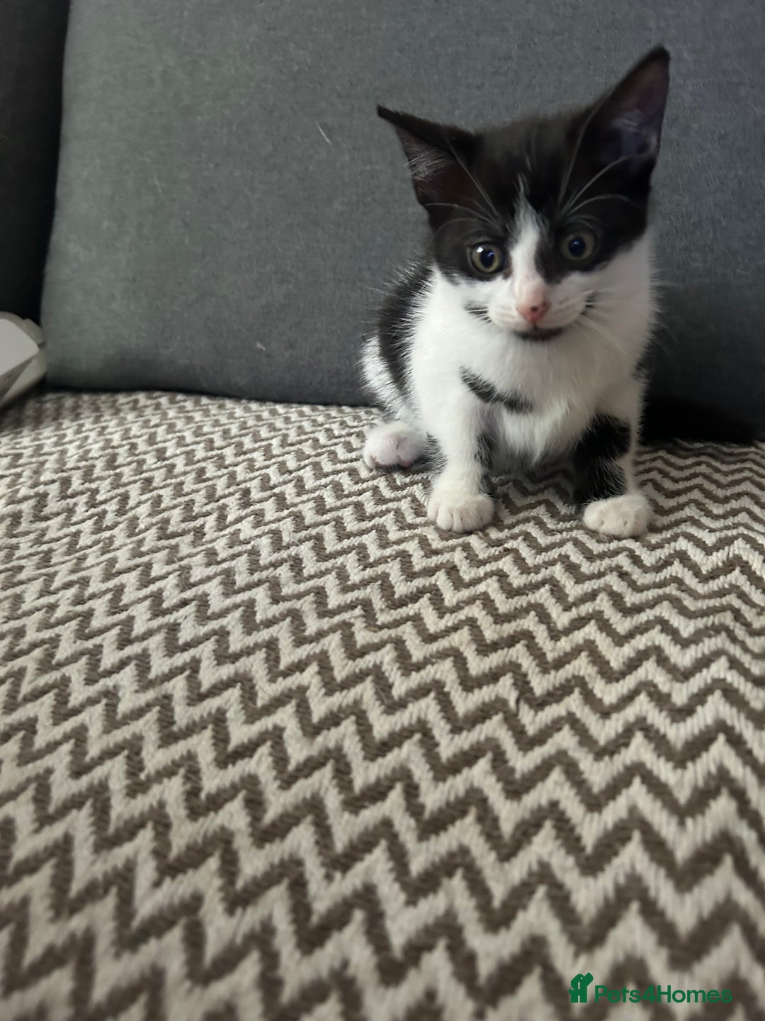 Mixed Breed cats for sale: One girl left 🐱🩷 ready to go😊 - Image 4