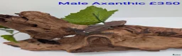 Gecko reptiles for sale: Beautiful Mix of Crested Geckos - Advert 1
