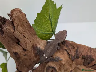 Gecko reptiles Beautiful Mix of Crested Geckos - Advert 2