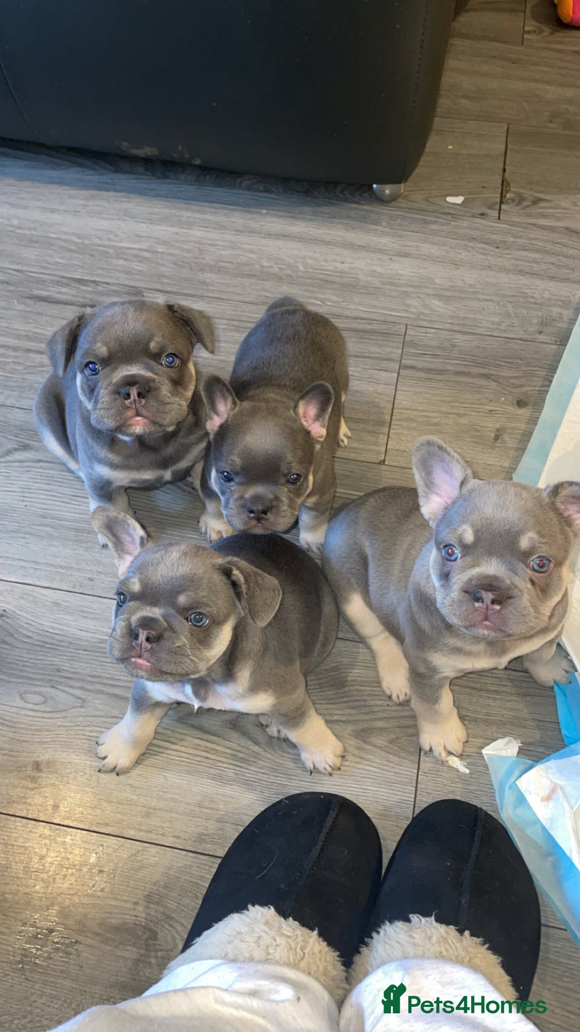 French Bulldog dogs Lilac Tan French Bulldogs - Advert 12