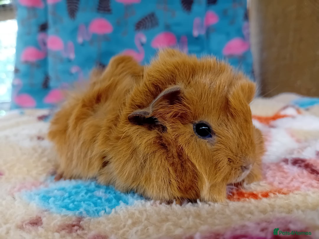 Guinea Pig rodents for sale: Baby Boars Different Breeds Available  - Image 7