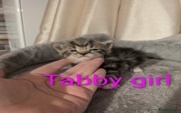 Mixed Breed cats for sale: Playful kittens  - Image 7