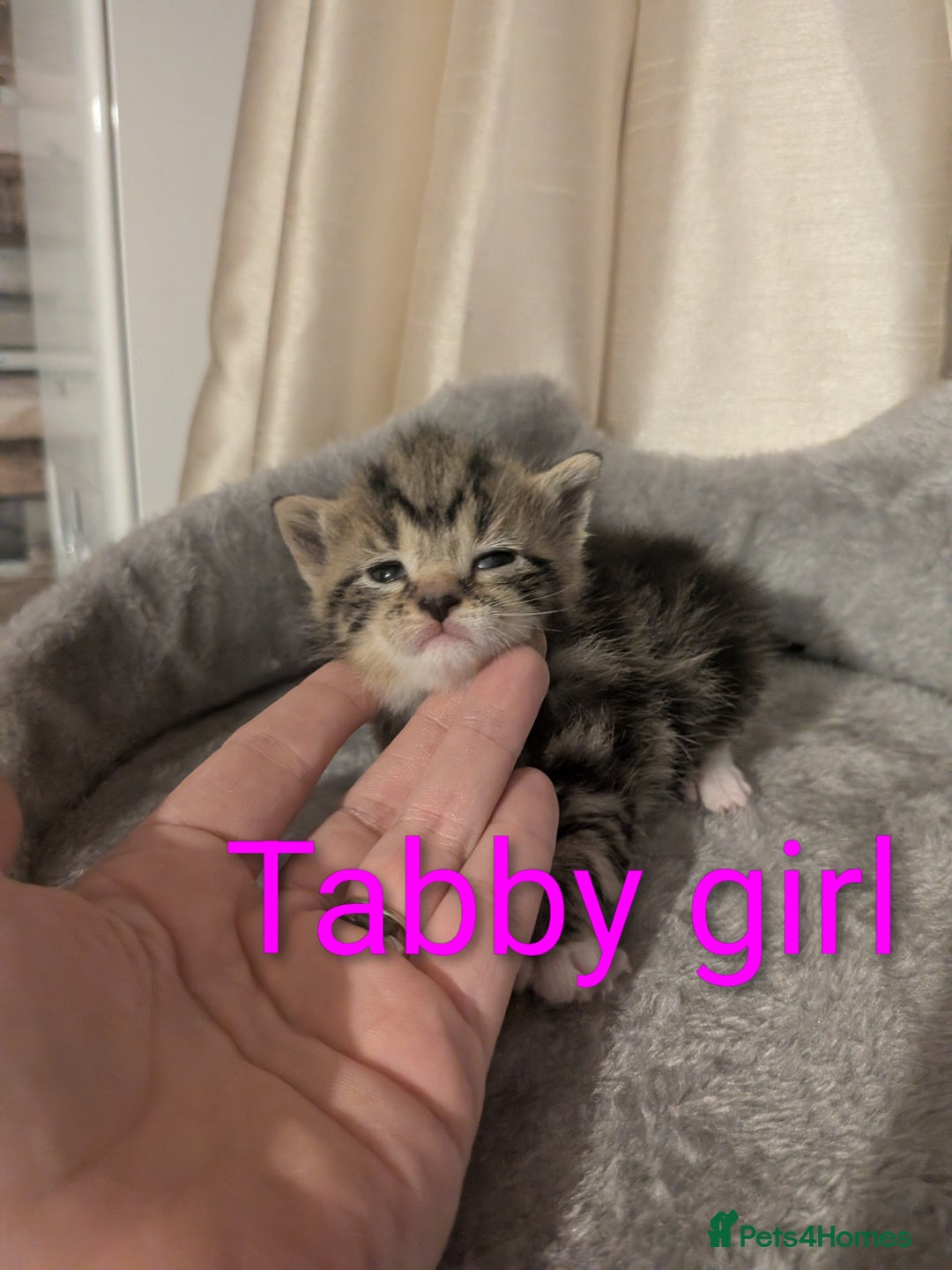 Mixed Breed cats for sale: Playful kittens  - Image 7