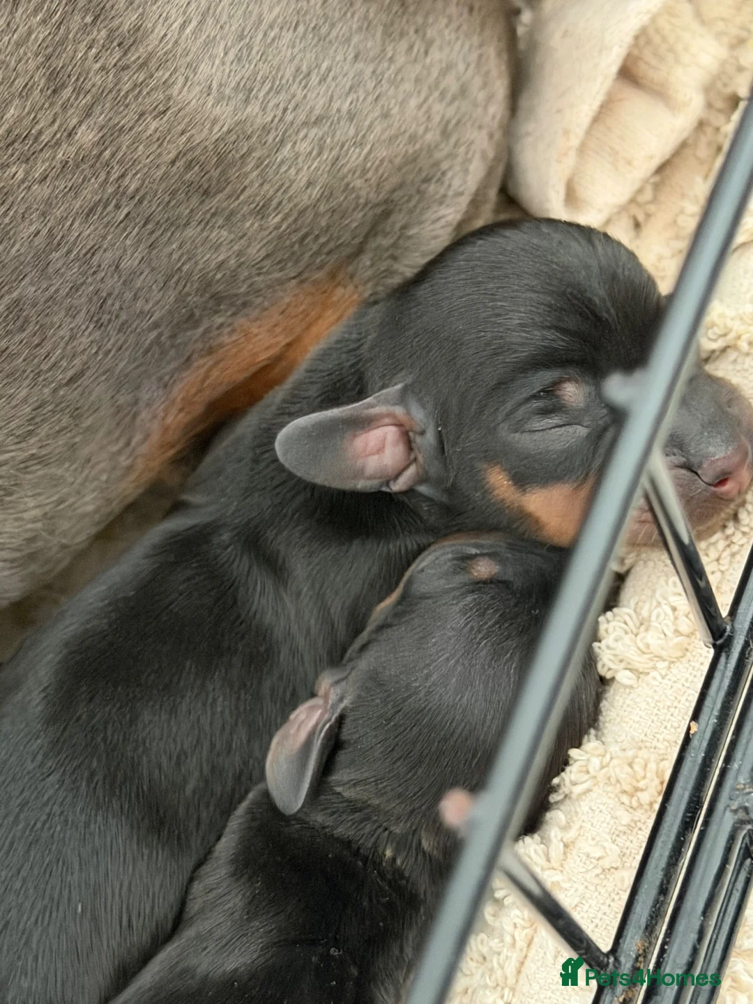 Dachshund dogs for sale: 🐾 STUNNING DACHSHUND PUPPIES 🏡💕  - Advert 5