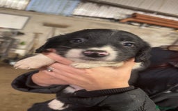 Sprollie dogs for sale: Spoillies  - Advert 6