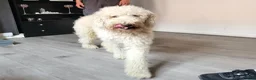 Standard Poodle dogs for sale: Beautiful standard poodle puppies - Advert 4