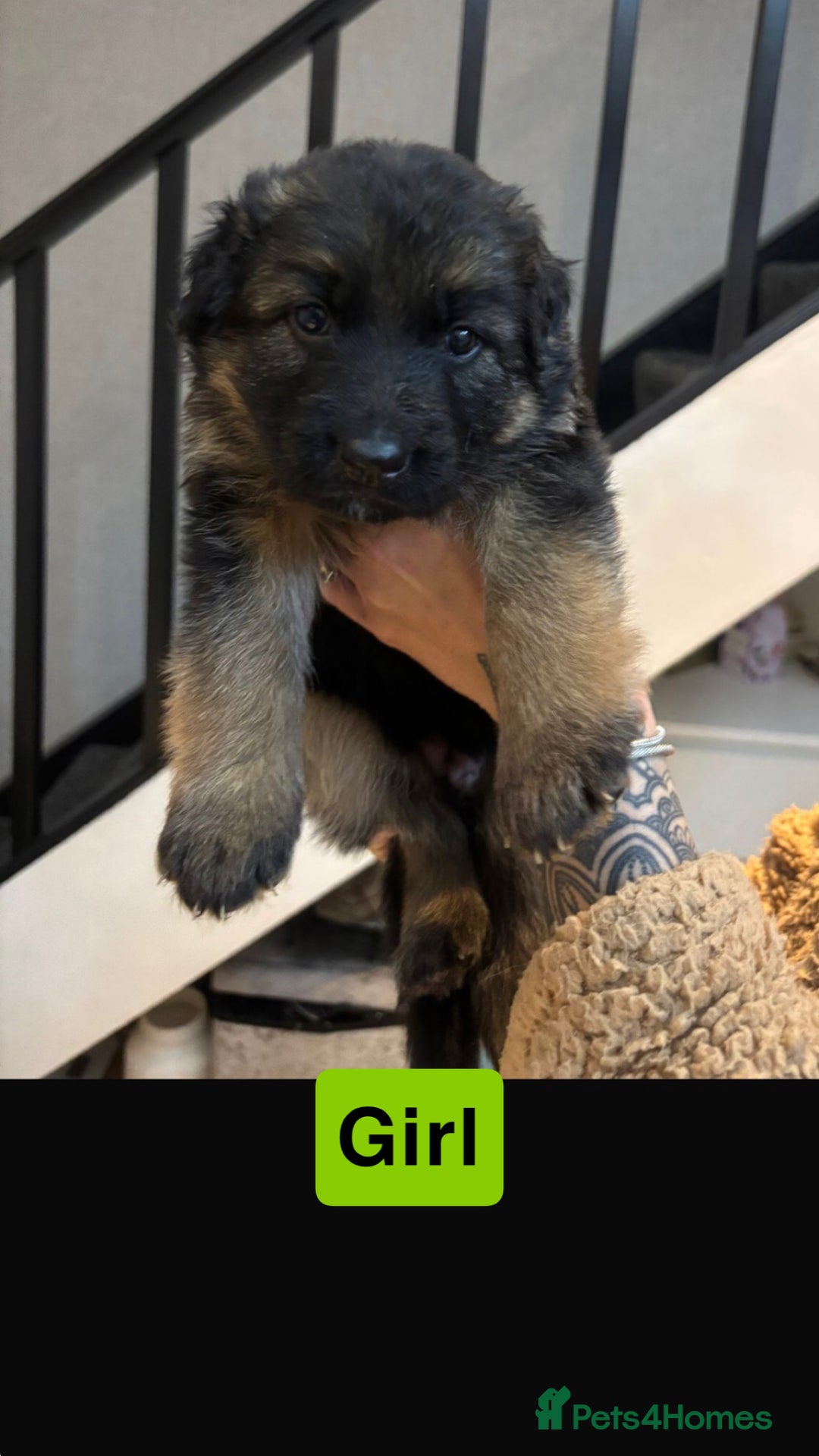 German Shepherd dogs for sale: German shepherd puppies Amber blood line  - Advert 28