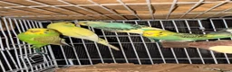 Budgerigars birds for sale: Mixed Budgies 6-12months male and frmale - Advert 7