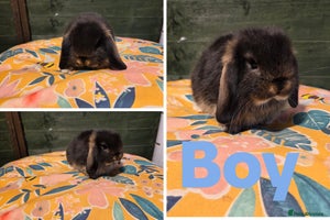 Mini Lop rabbits - Advert 3