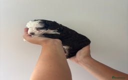 Toy Poodle dogs for sale: Rare coloured 🧸 Toy Poodle - Image 5
