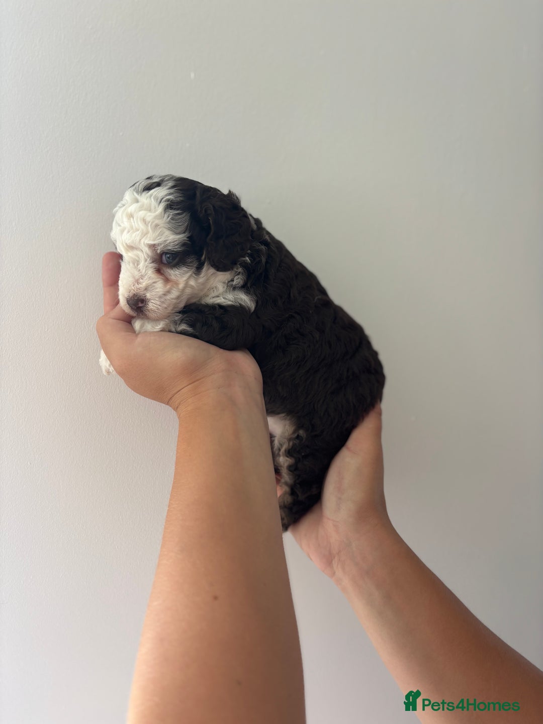 Toy Poodle dogs for sale: Rare coloured 🧸 Toy Poodle - Image 5