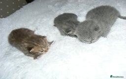 British Shorthair cats for sale: Pedegree British Blue + Tabby Shorthair Kittens - Image 3