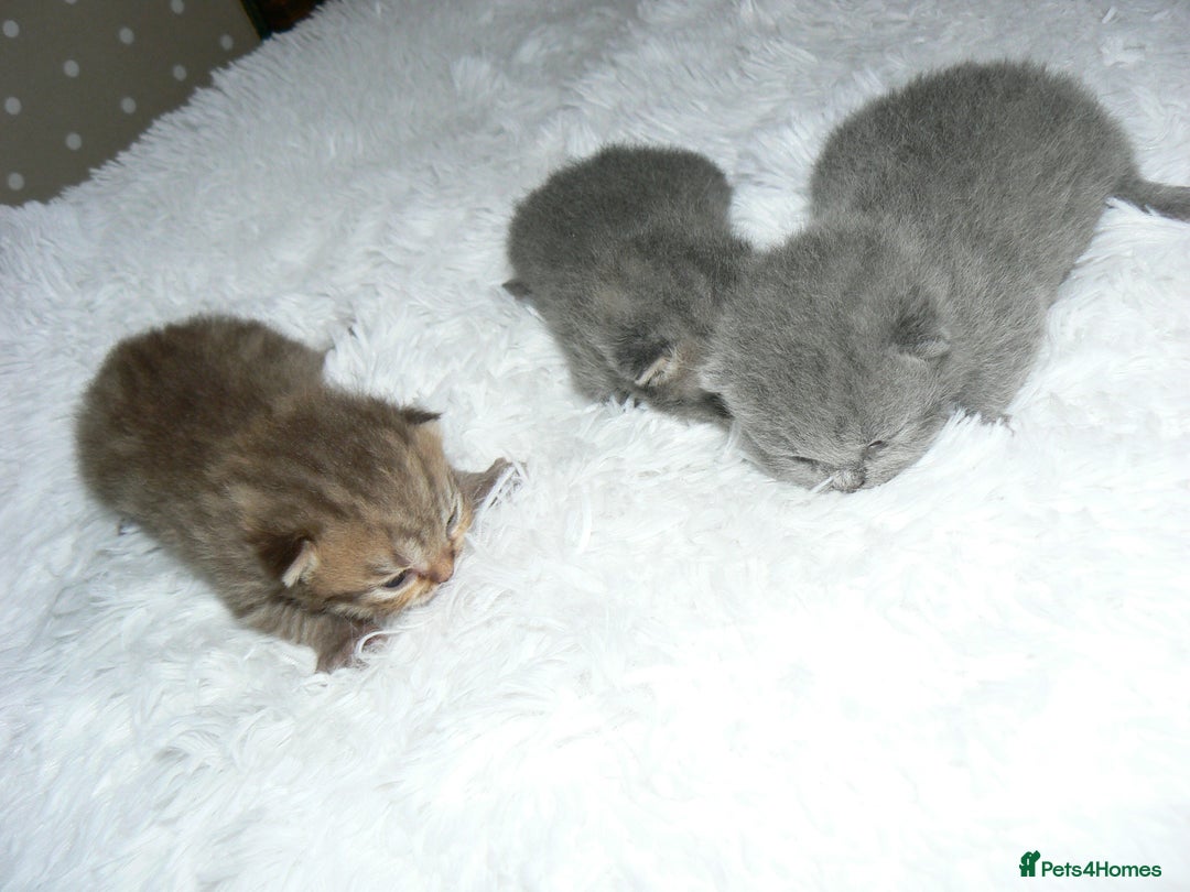 British Shorthair cats for sale: Pedegree British Blue + Tabby Shorthair Kittens - Image 3