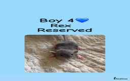 Rat rodents for sale: Beautiful baby rats looking for forever homes! - Image 14