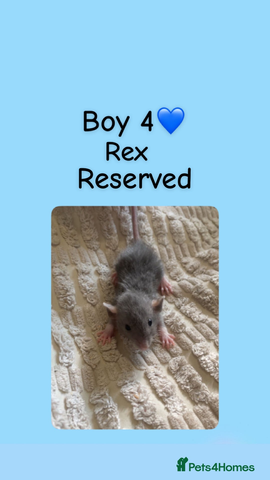 Rat rodents for sale: Beautiful baby rats looking for forever homes! - Image 14