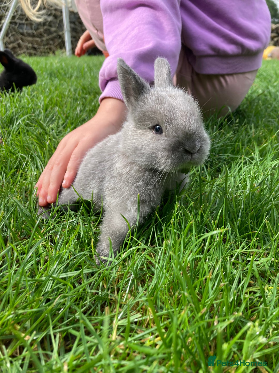 Lionhead rabbits for sale: Family of mixed lion head and mini lops. - Image 2