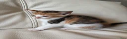 Mixed Breed cats for sale: 4 beautiful kittens  - Advert 4