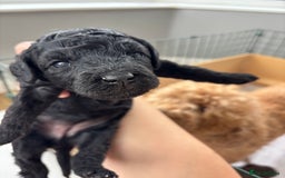 Miniature Poodle dogs for sale: Miniature poodles REDUCED READY TO LEAVE NOW  - Image 11