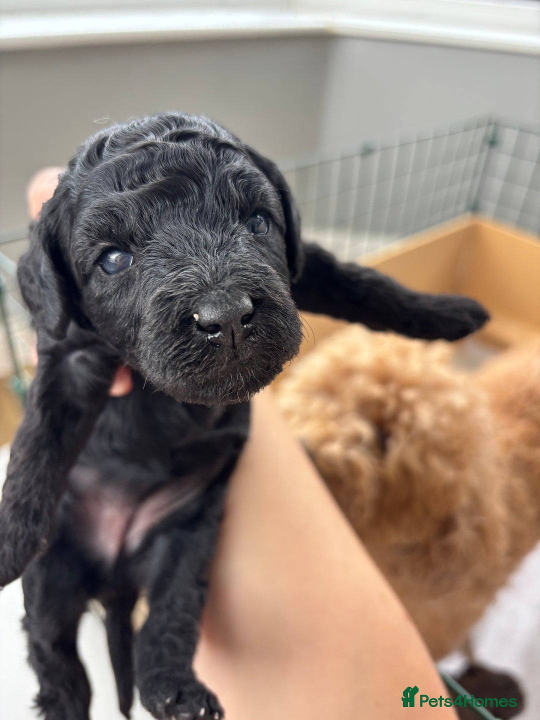 Miniature Poodle dogs for sale: Miniature poodles REDUCED READY TO LEAVE NOW  - Image 11