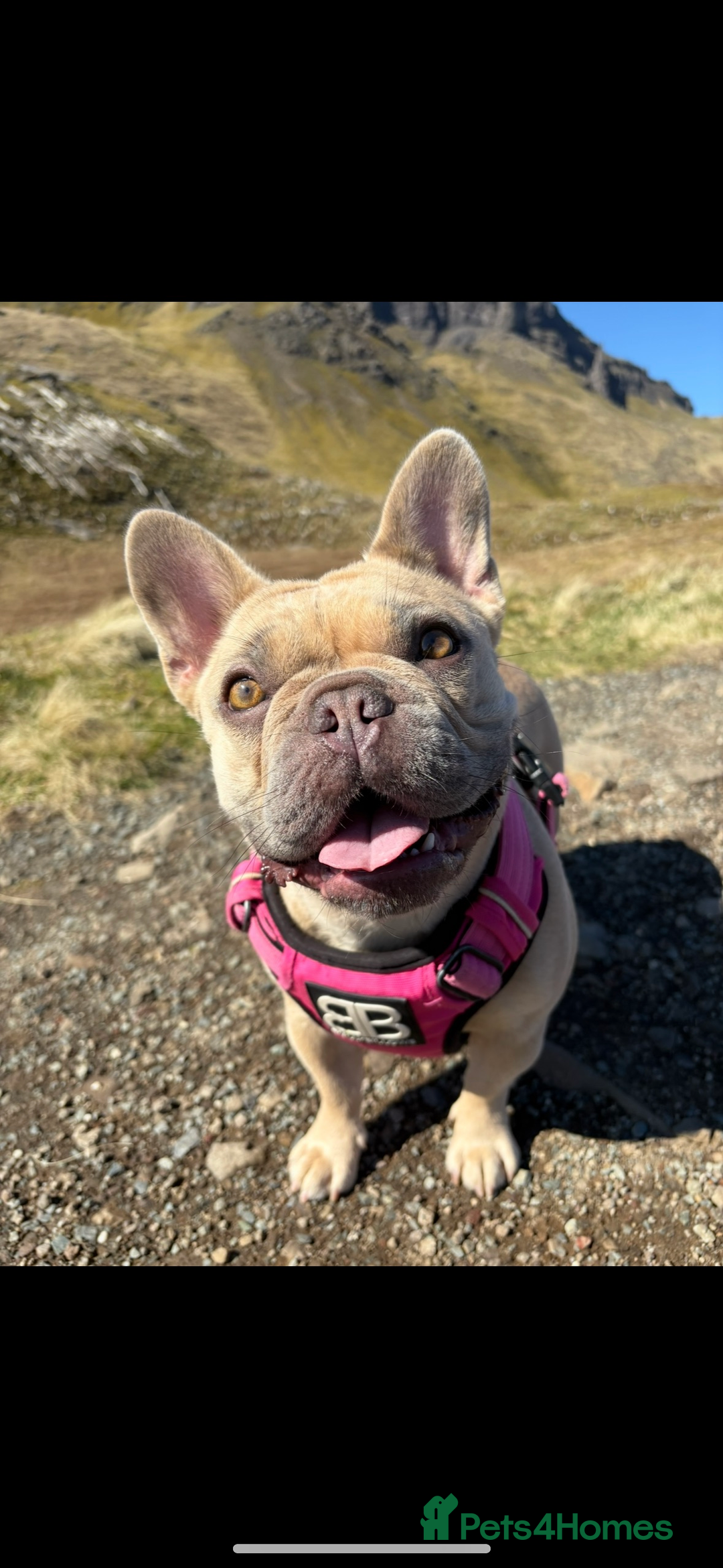 French Bulldog dogs for sale: FRENCH-BULLDOG LITTER  - Advert 5