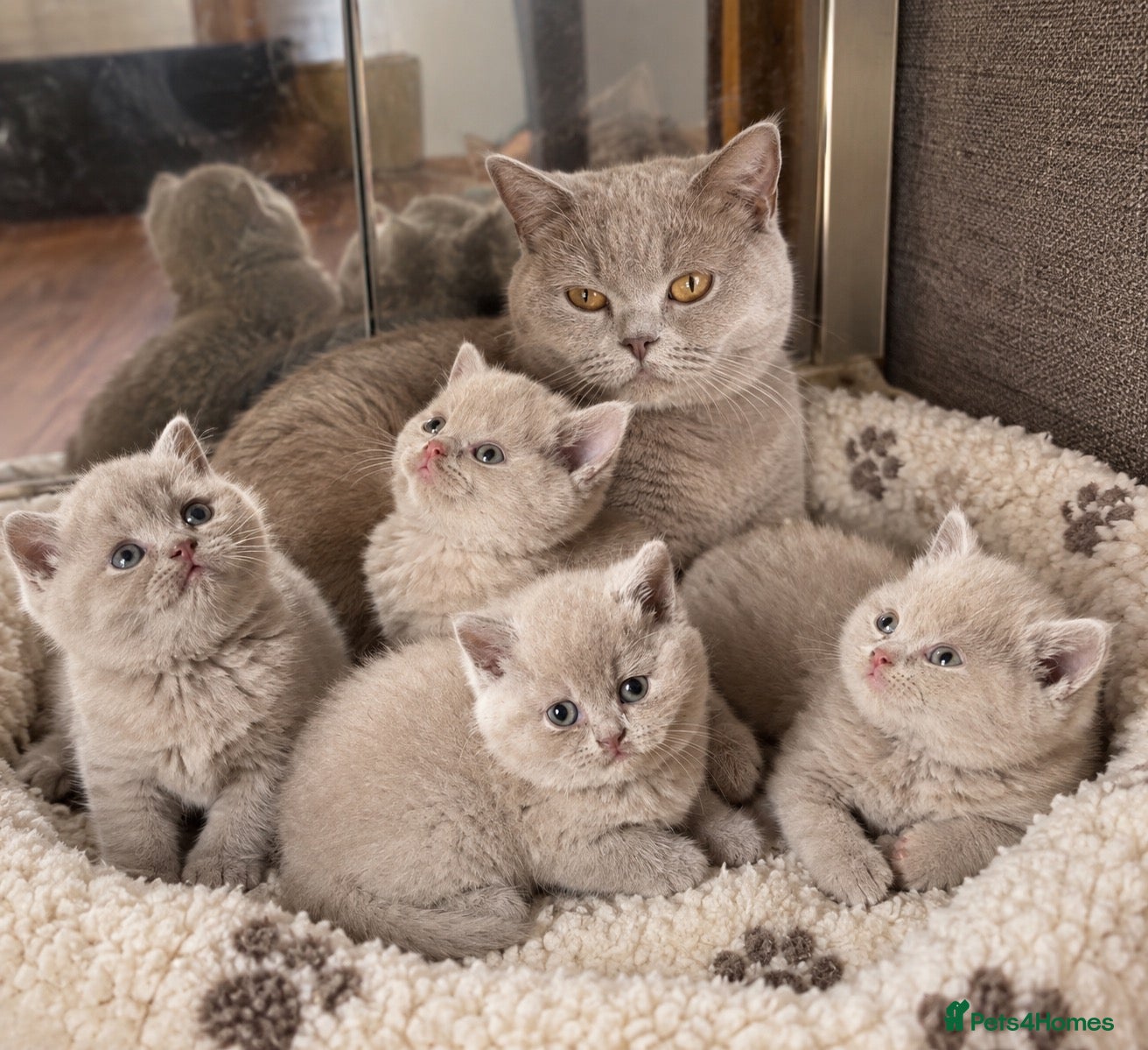 British Shorthair cats Price reduced!!Liliac BSH kittens - Advert 5