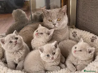 British Shorthair cats Price reduced!!Liliac BSH kittens - Advert 5