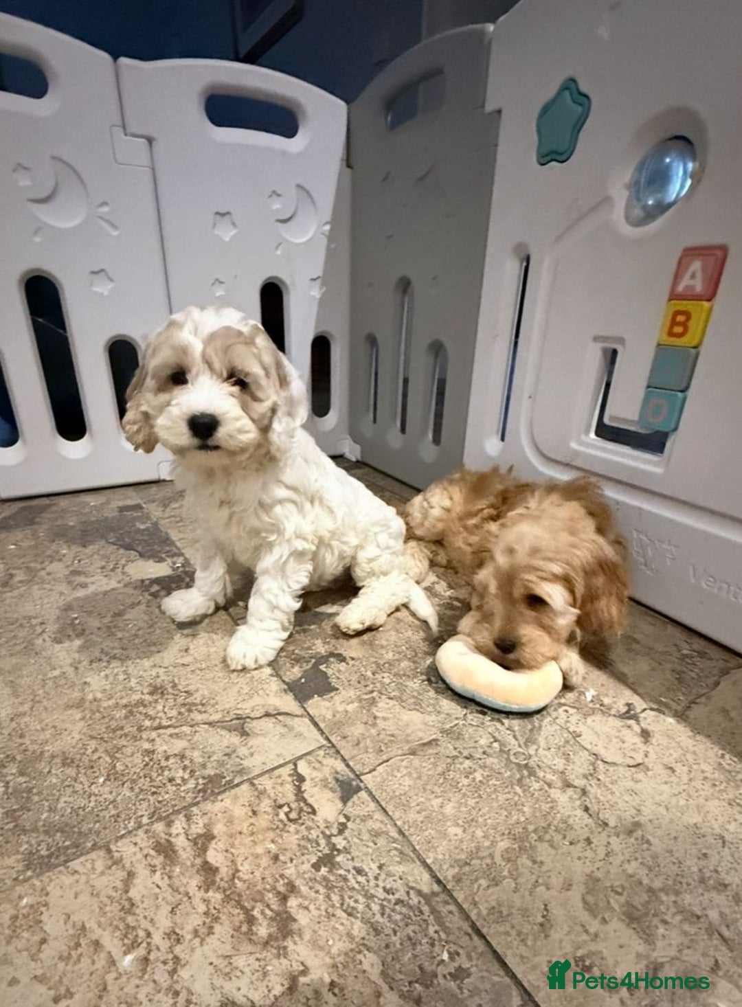 Cockapoo dogs for sale: Quality Cockapoo Puppies - Advert 4