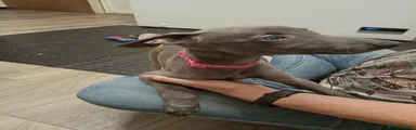 Whippet 6