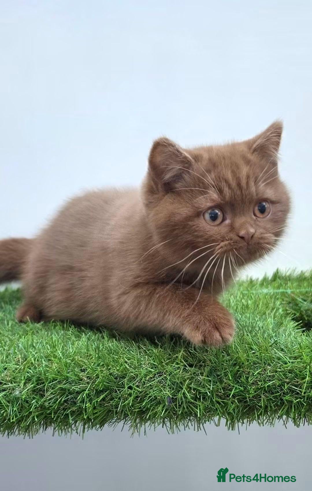 British Shorthair cats Cinnamon male - Advert 6