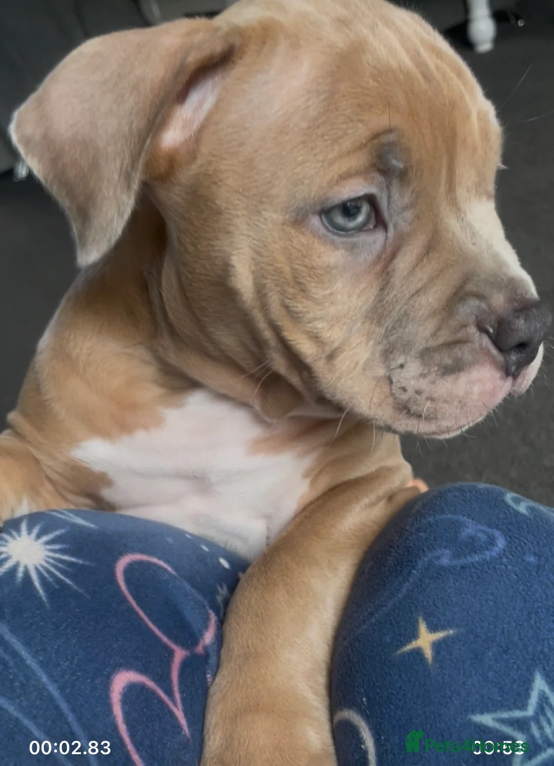 American Bully dogs for sale: ABKC registered Pocket bully/American bully   - Advert 11
