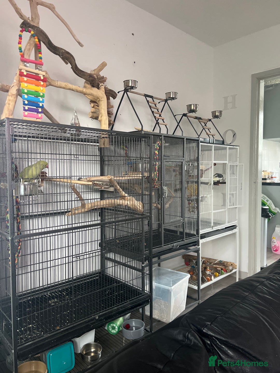 Ringnecks birds for sale: Violet ringneck / and green ringneck for sale  - Image 10