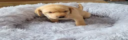 Labrador Retriever dogs for sale: 2 fox red 1 black Labrador pups in Carlisle - Advert 7