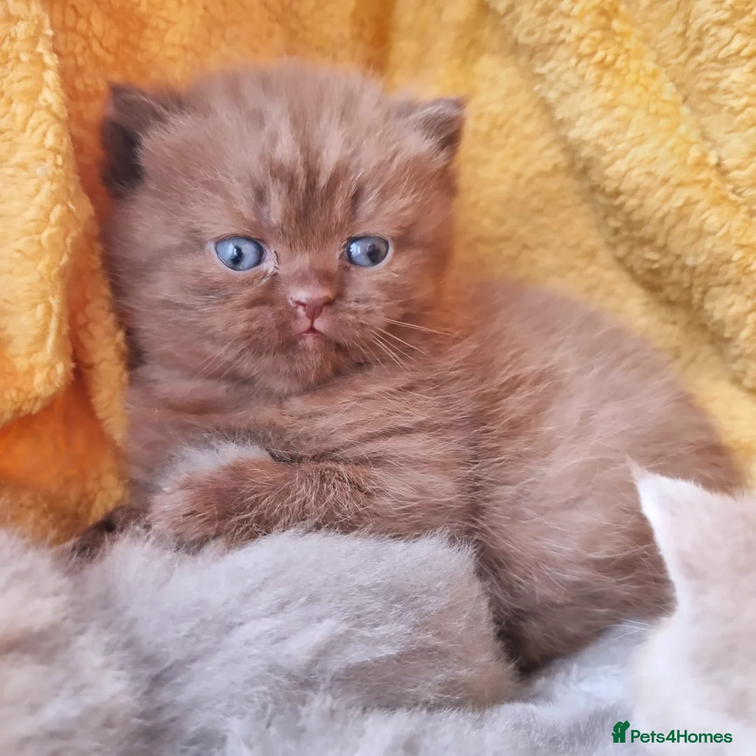 British Shorthair cats for sale: Blue & stripy, boys & girls ava British shorthairs in Eastbourne - Image 34