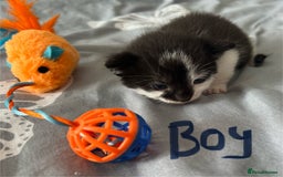 Mixed Breed cats for sale: ❤️*Blue/white & black/white friendly kittens*❤️ - Image 16