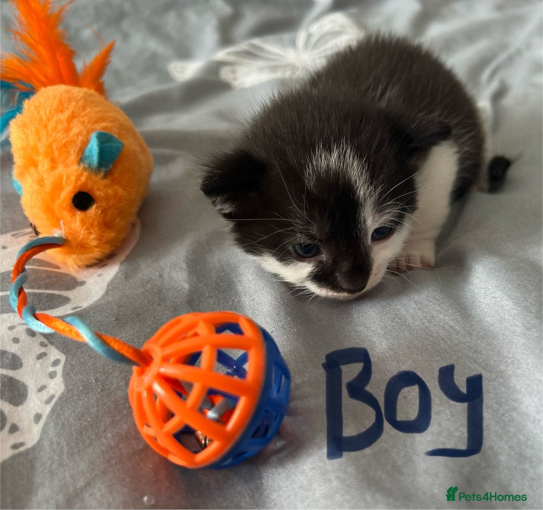 Mixed Breed cats for sale: ❤️*Blue/white & black/white friendly kittens*❤️ - Image 16