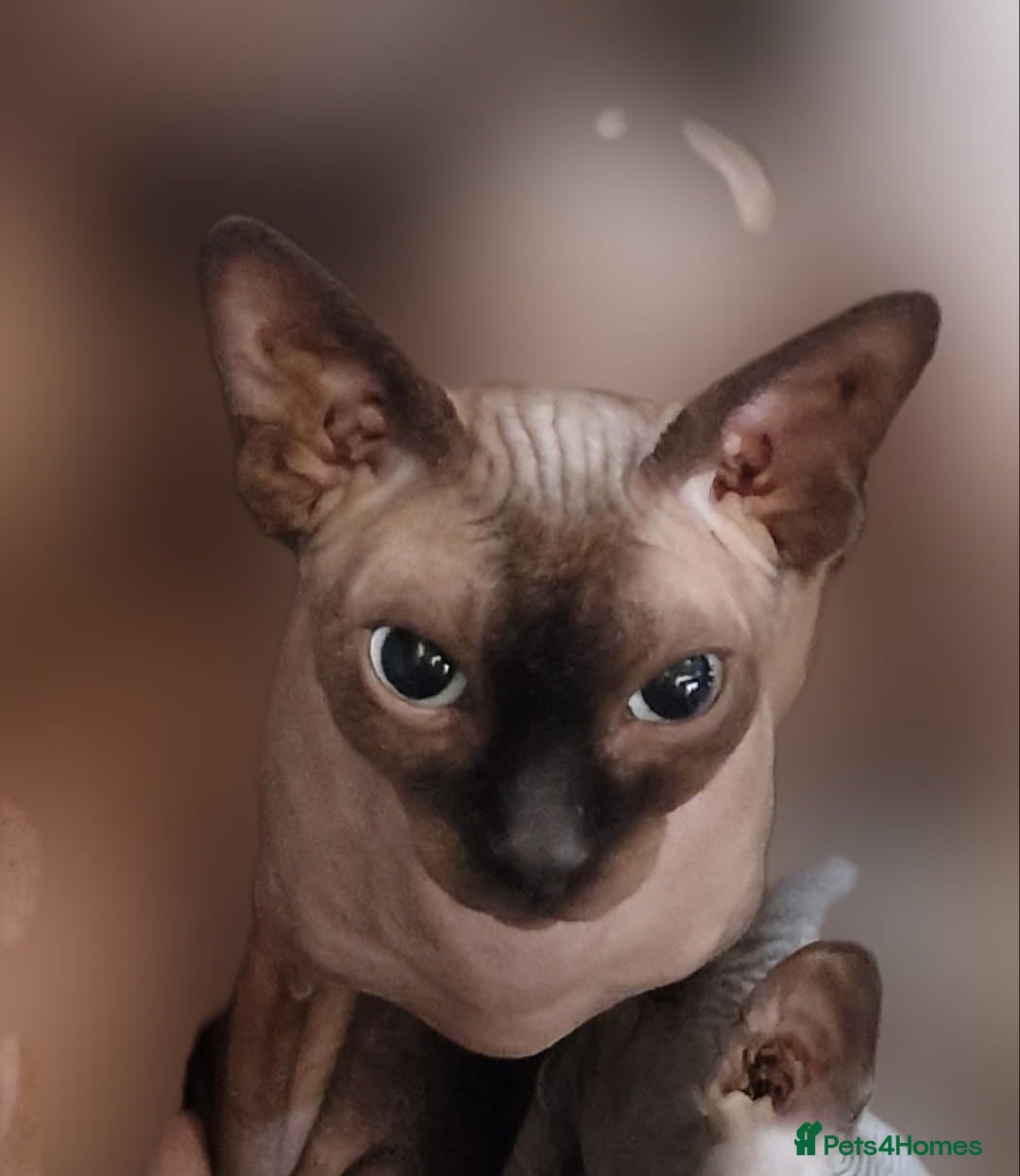 Sphynx cats for sale: Sphynx cat - Advert 2