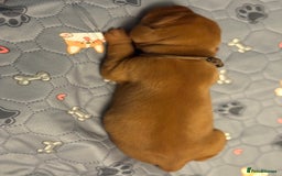 Hungarian Vizsla dogs for sale: Hungarian Vizsla Puppies - Outstanding Pedigree  - Advert 22