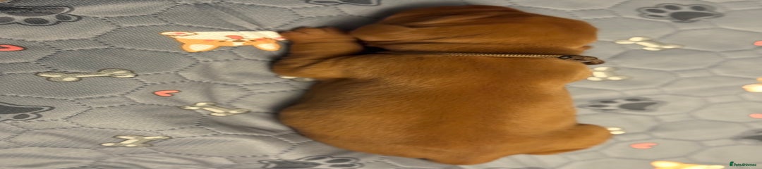 Hungarian Vizsla Puppy 4