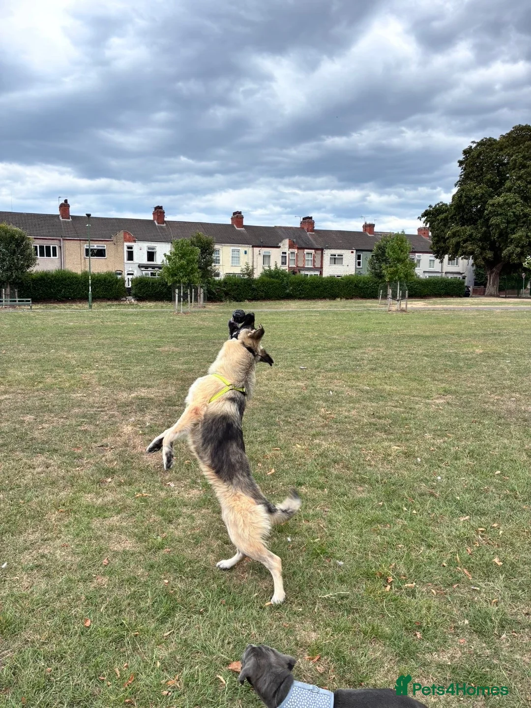 German Shepherd dogs for sale: Rehoming German shepherd her name is peach  in Grimsby - Advert 2