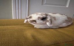 Mini Lop rabbits for sale: 2x Gorgeous mini lops sadly needing to be rehomed  - Image 2