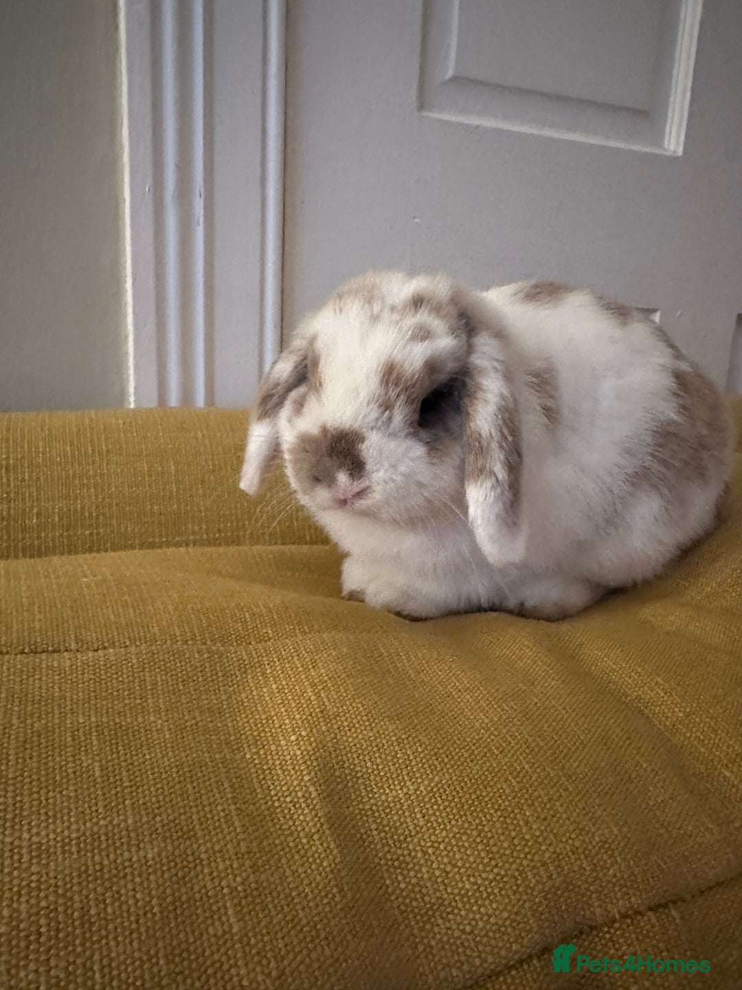Mini Lop rabbits for sale: 2x Gorgeous mini lops sadly needing to be rehomed  - Image 2